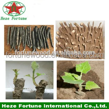 
Spring flower tree paulownia Tomentosa roots cutting for planting 