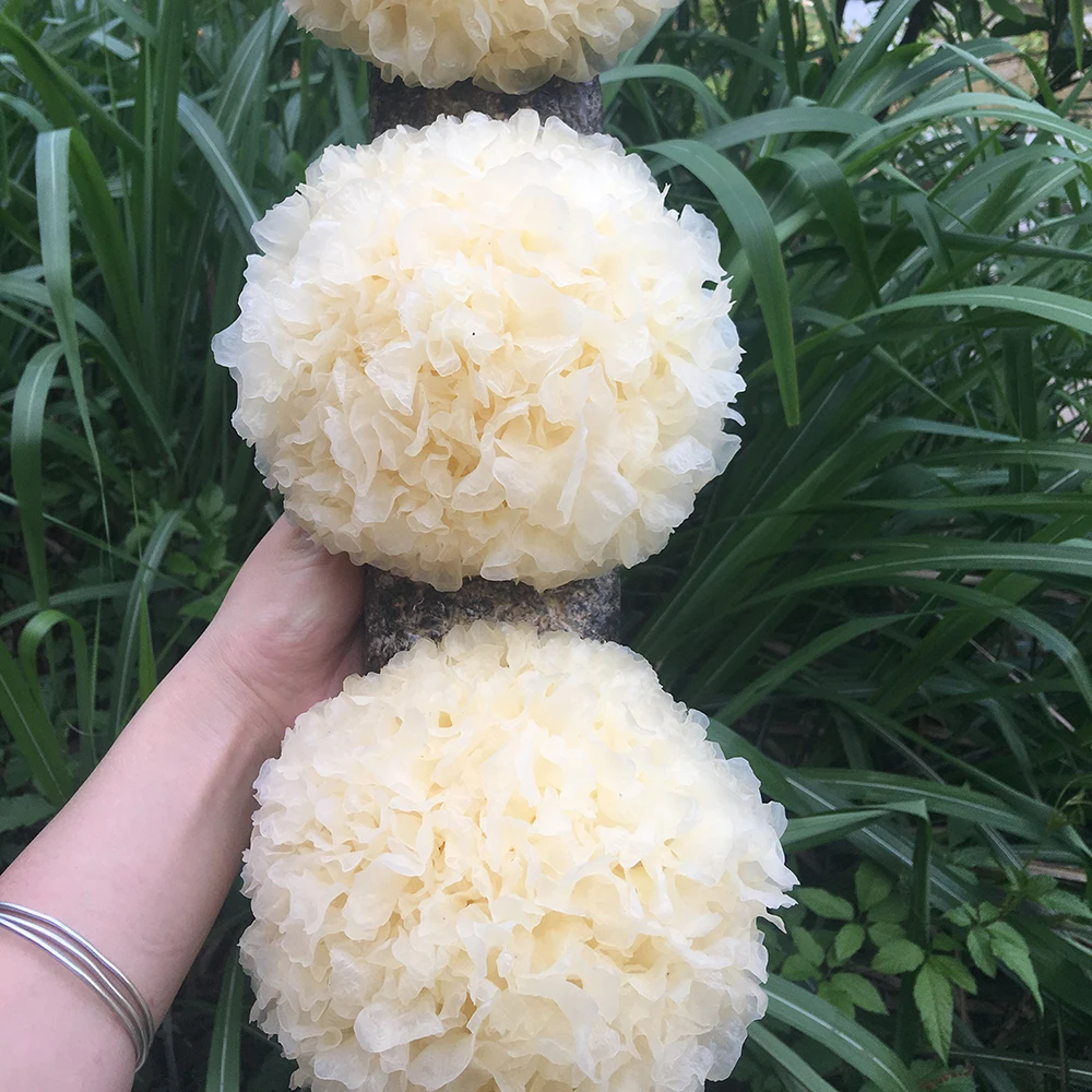 
High Quality Dried Tremella Mushroom, Tremella Fuciformis 