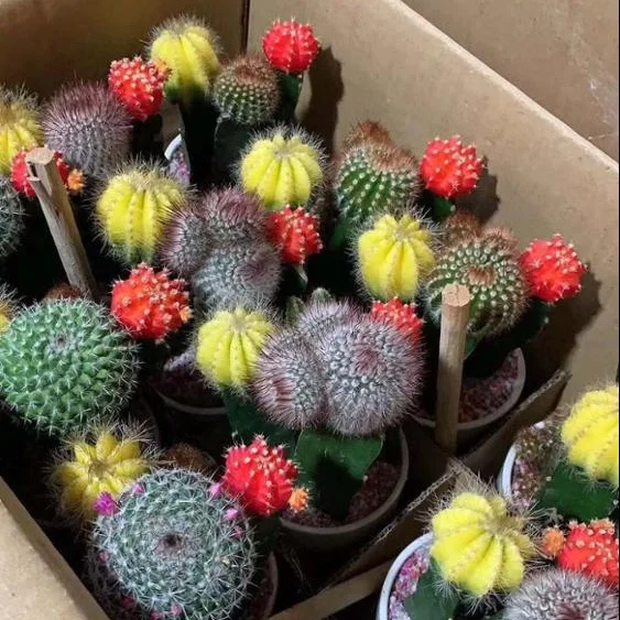 Комбинация кактусов