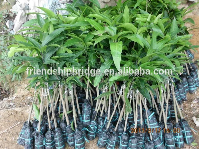 
Keitt Mango Fruit saplings 