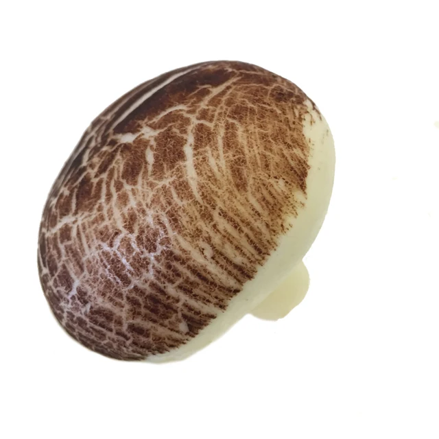 
Chinese Dim Sum Mushroom Chocolate Pau Steamed Buns Halal Food 