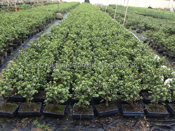 
Portulacaria afra ( Jade plant) bonsai 