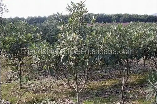
Eriobotrya japonica (Thunb.) Lindl Loquat fruit seedling 