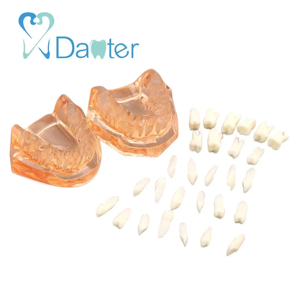 Fantastic Quality Dental Model, Soft Gum with Removable Teeth without Hinge