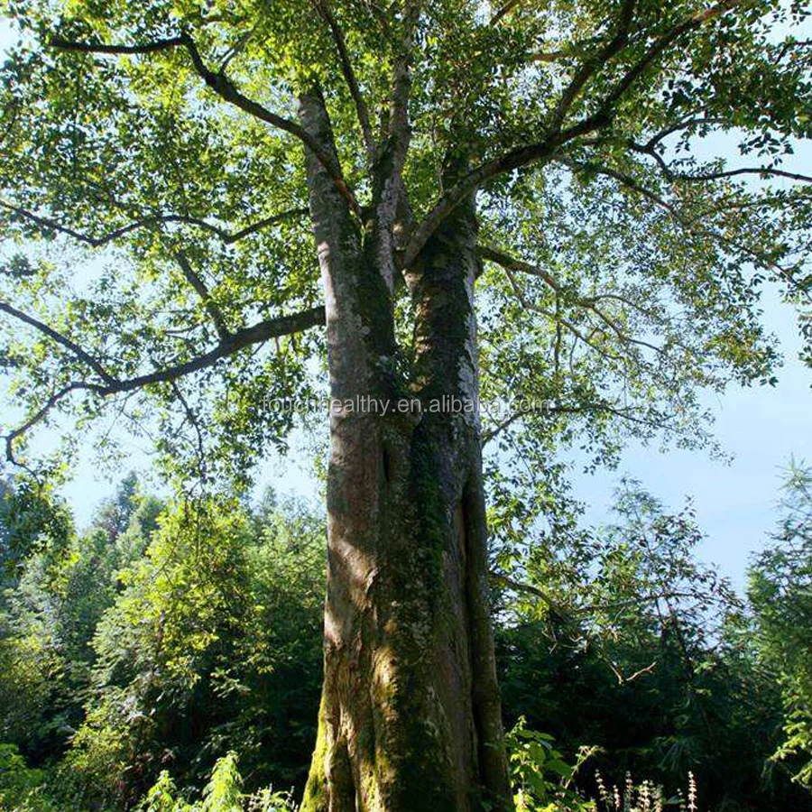 2021 Sassafras tzumu seeds common sassafras seeds