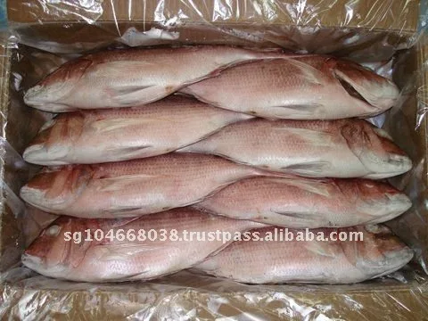 Frozen Fish Fresh Tilapia Supplier Block Bulk Style Packaging Package Weight Lbs Shelf Origin Latin Type Life Shape BRC Seabream