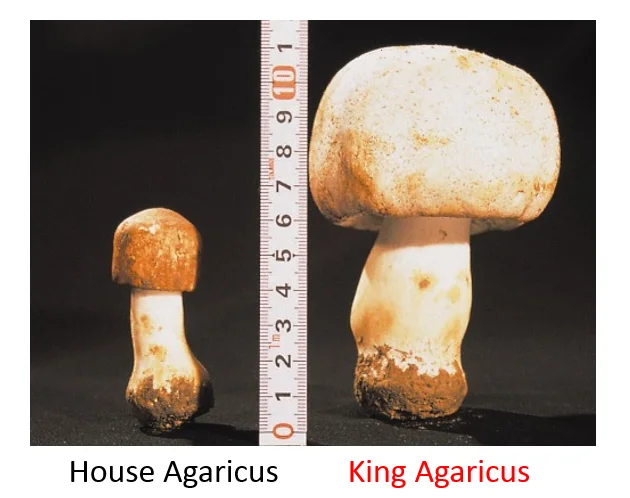 Капсулы для здорового питания с грибами Agaricus KA21 от