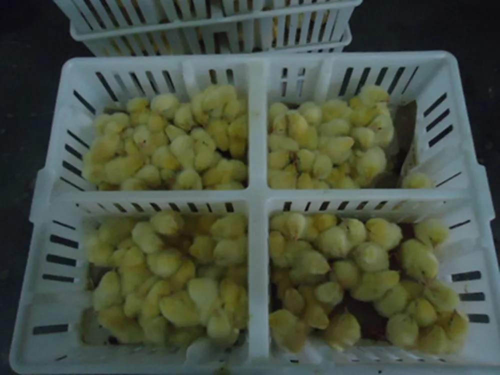 Farm cheap chick young bird transport box basket