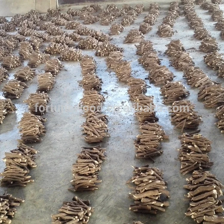 FTE paulownia корней