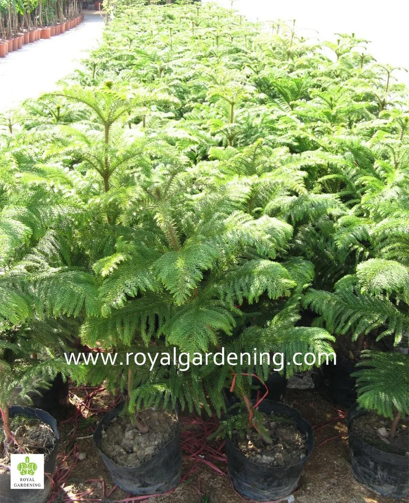 
Araucaria cunninghamia 