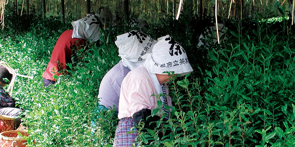 1 Year Shelf Life OEM Japan Wholesale Herbal Tea Leaves