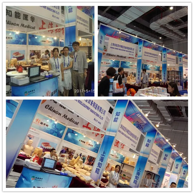 Medical Science Male Pelvic Anatomic model for Disease Demonstration Medical Teaching Tool