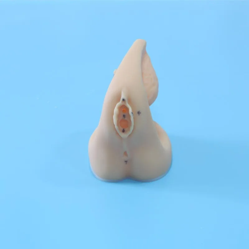 ADA-H6D medical science human simulation female genitalia and urethral catheterization 3D training models