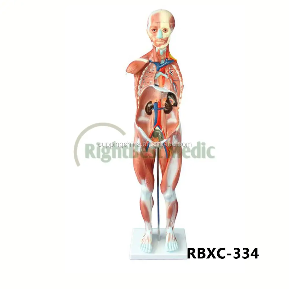80CM HUMAN MUSCLE MODEL MALE (27 PARTS) human muscle anatomy model