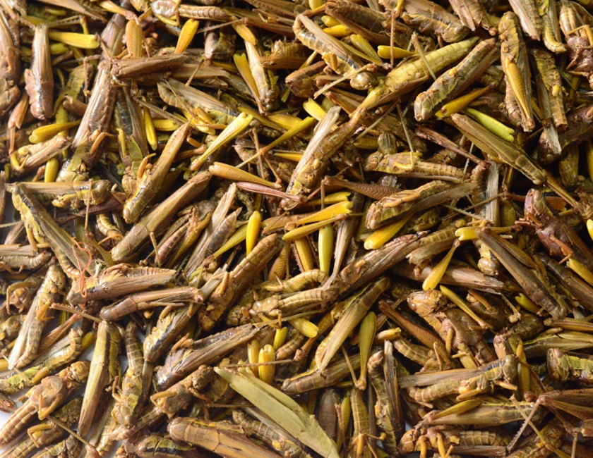 Акуав поддерживает индивидуальное с высоким уровнем питательных веществ, с высоким содержанием белка сублимированный кузнечики для птицы