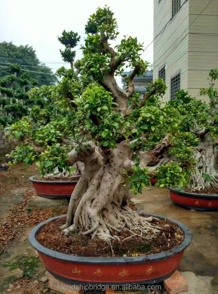
Beautiful Ficus Microcarpa Bonsai Trees 