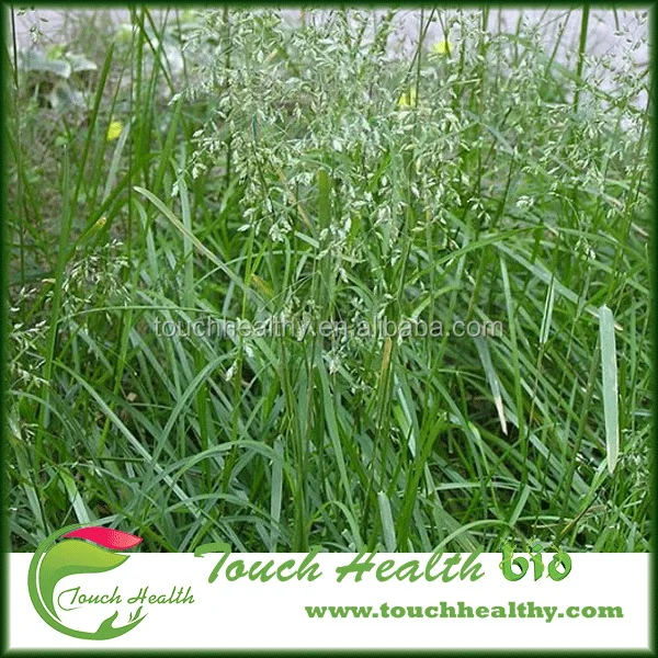 
2021 Touchhealthy Supply Poa annua L seeds/Bluegrass seeds/Lawn seeds 