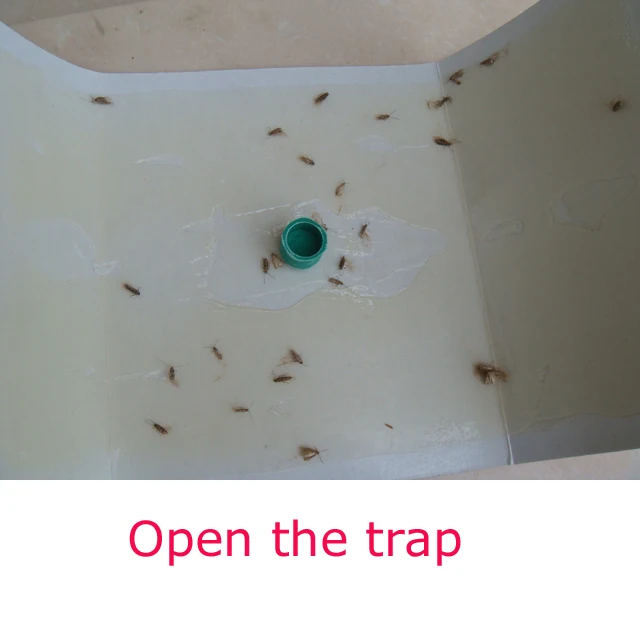 Paper warehouse pyralidae trap to control food moth cloth moth