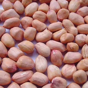 
Round peanuts kernels 35/40 40/50 50/60 60/70 80/100 