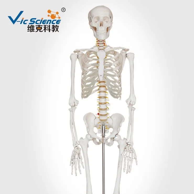 High quality Medical Human Spine Model