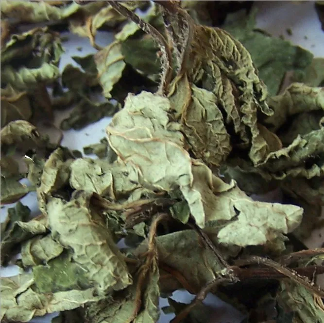 ning meng xiang feng ye 2020 new harvest herb spices dried lemon balm leaves