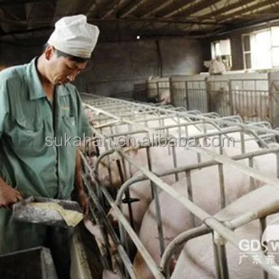 Свиная свинья хоггери свинка свиная свинья/отгустные свиньи используют пищеварительные бактерии