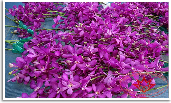 
Purple Mokara Orchids - Calypso 