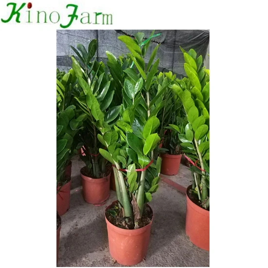 
Zamioculcas 