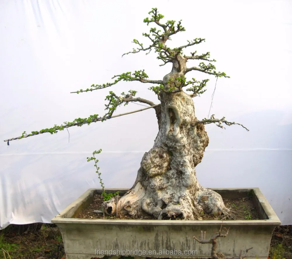 Детский бонсай деревья Ulmus Parvifolia Lacebark китайский Elm