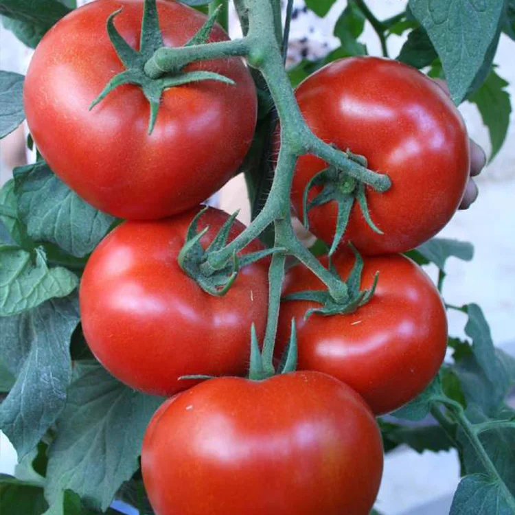 Красные гибридные семена томатов из Китая