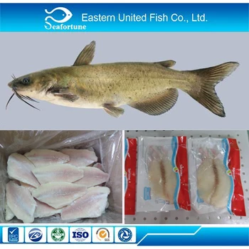 Top quality and good price Frozen Channel Catfish Fillet