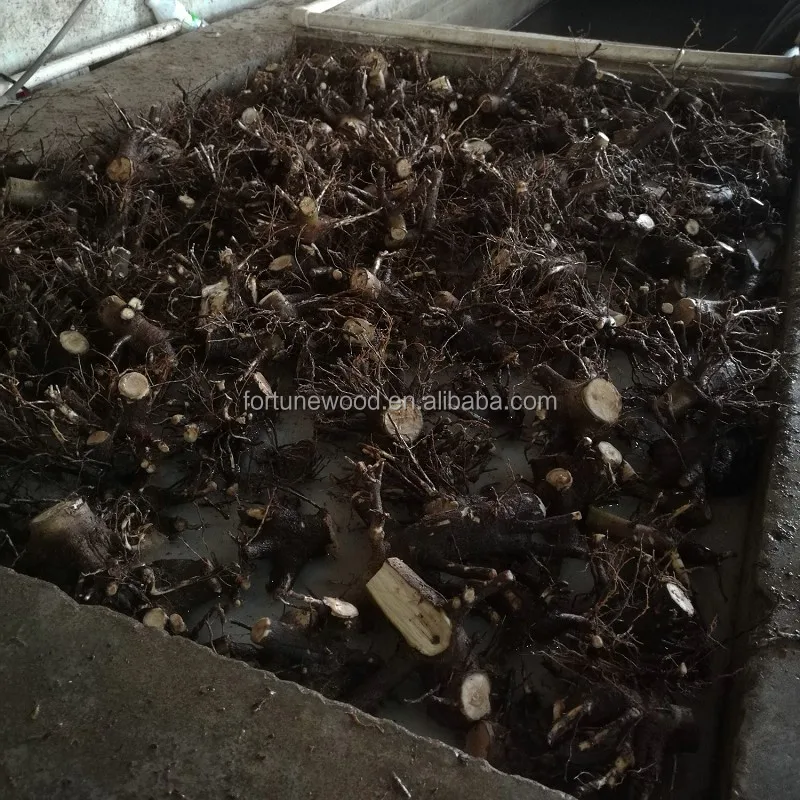 
China cold resistant princess tree root cutting and rootstock plants for timber 
