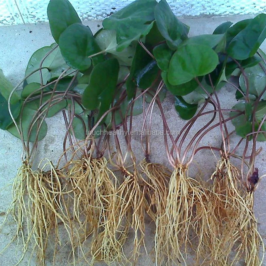 
2021 Touchhealthy Поставка семян Asarum sieboldii, СЕМЕНА herba asari для посадки 