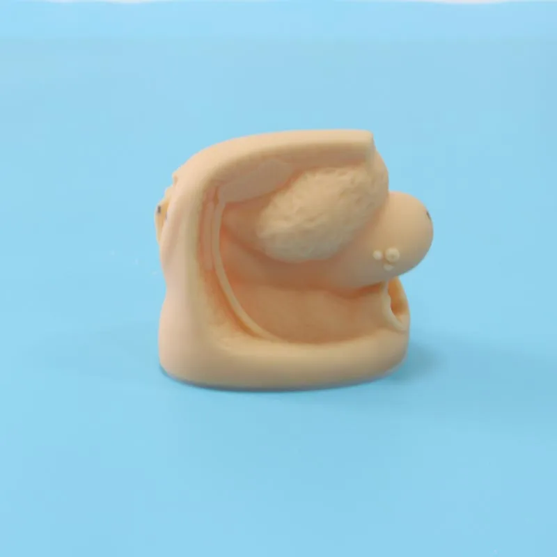 ADA-H6D medical science human simulation female genitalia and urethral catheterization 3D training models