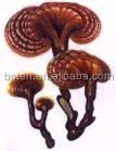 Factory 100% Pure Organic 10% 20% 30% 40% 50% Polysaccharide Ganoderma Lucidum Reishi Mushroom Extract mushroom powder