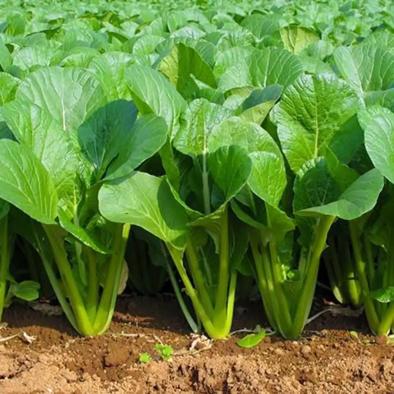 Planofix natrium alpha auxin hormones plant growth regulator price 1 - Naphthalene acetic acid CAS 86-87-3 NAA