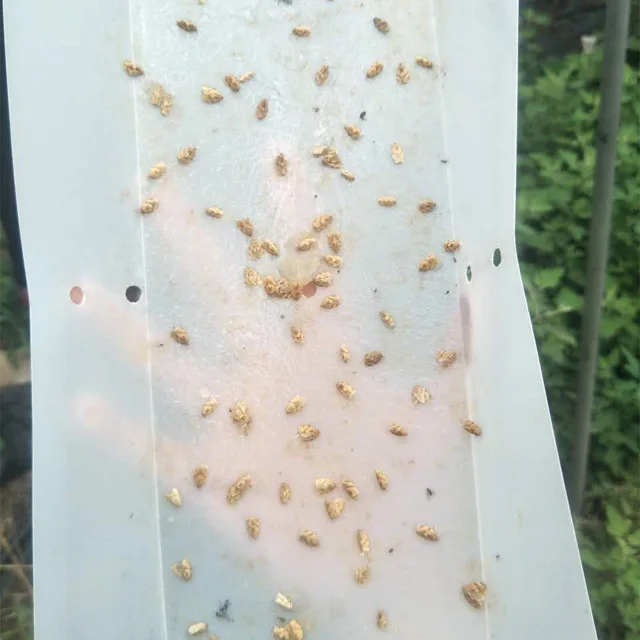  Летняя приманка для фруктов Tortrix Adoxophyes Orana pheromone