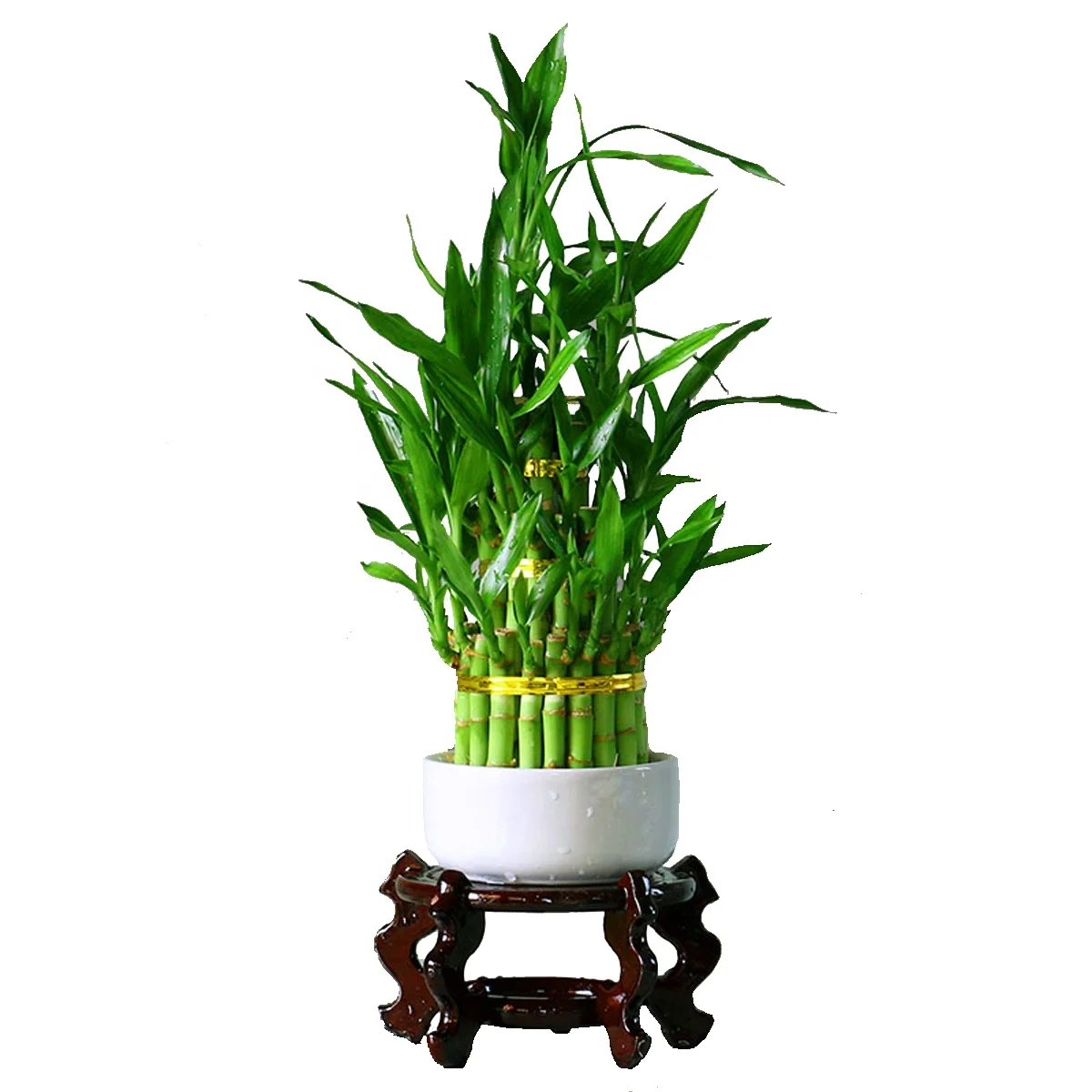 Приятный Зеленый Лучший Маленький 3 яруса кружевных башня драцена Сандера