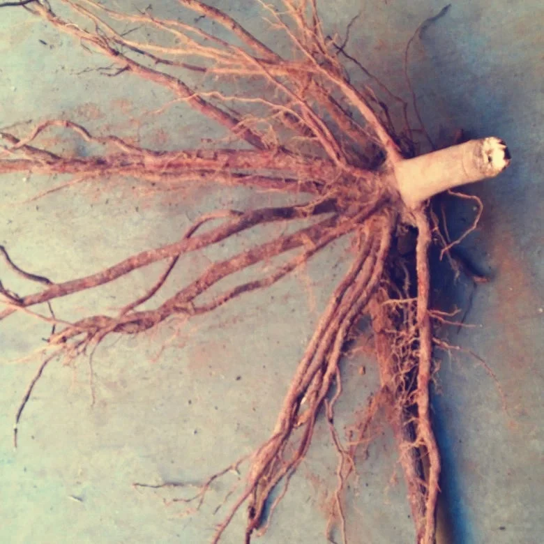 
Chinese supply pao tong tree paulownia hybrid shantong plants 