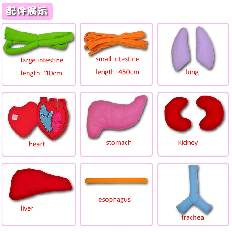 
Children early educational toy 2020 montessori Preschool body organ Teaching aids apron kids training aids baby educational toys 