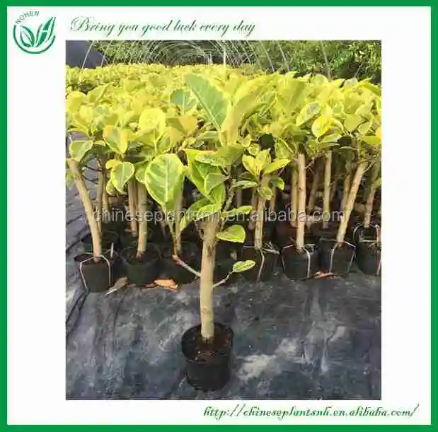 
FICUS BONSAI FICUS BANGHALENSIS 