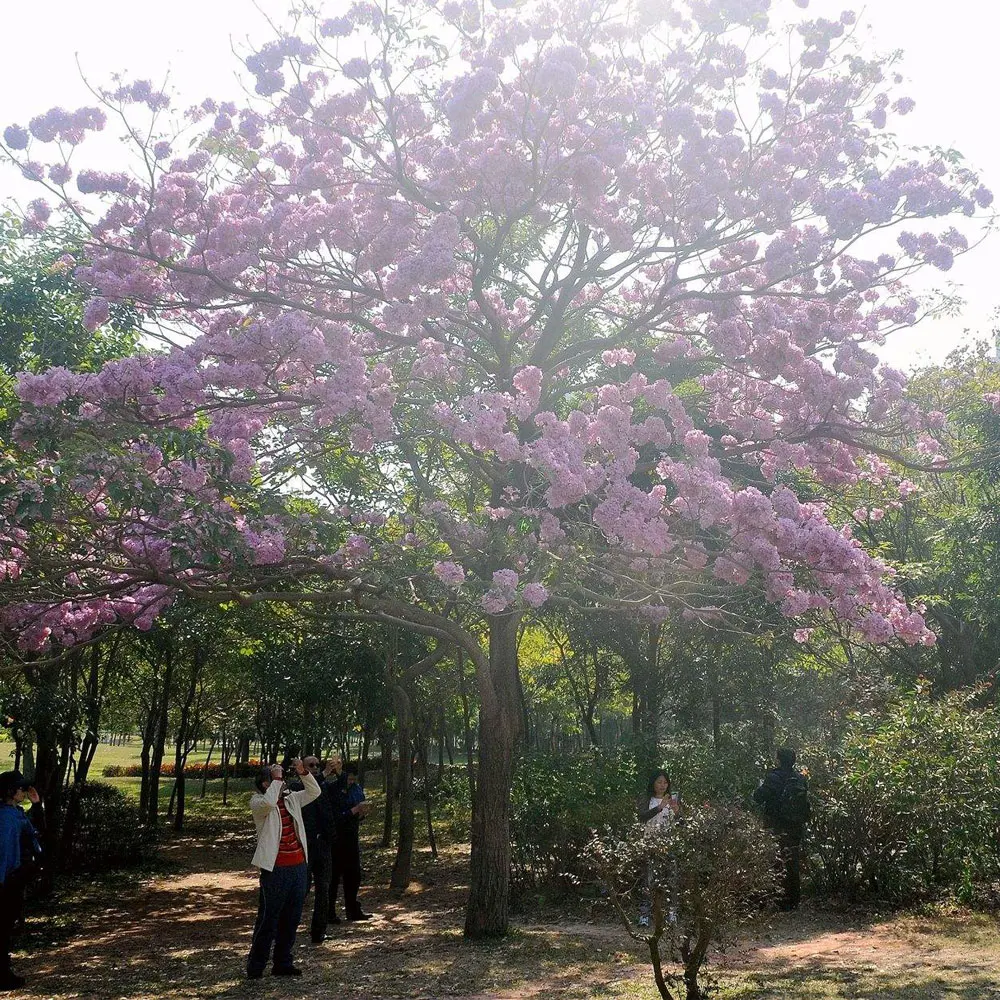 2021 Tabebuia pentaphylla seeds/Tabebuia pentaphylla seeds for Afforestation tree