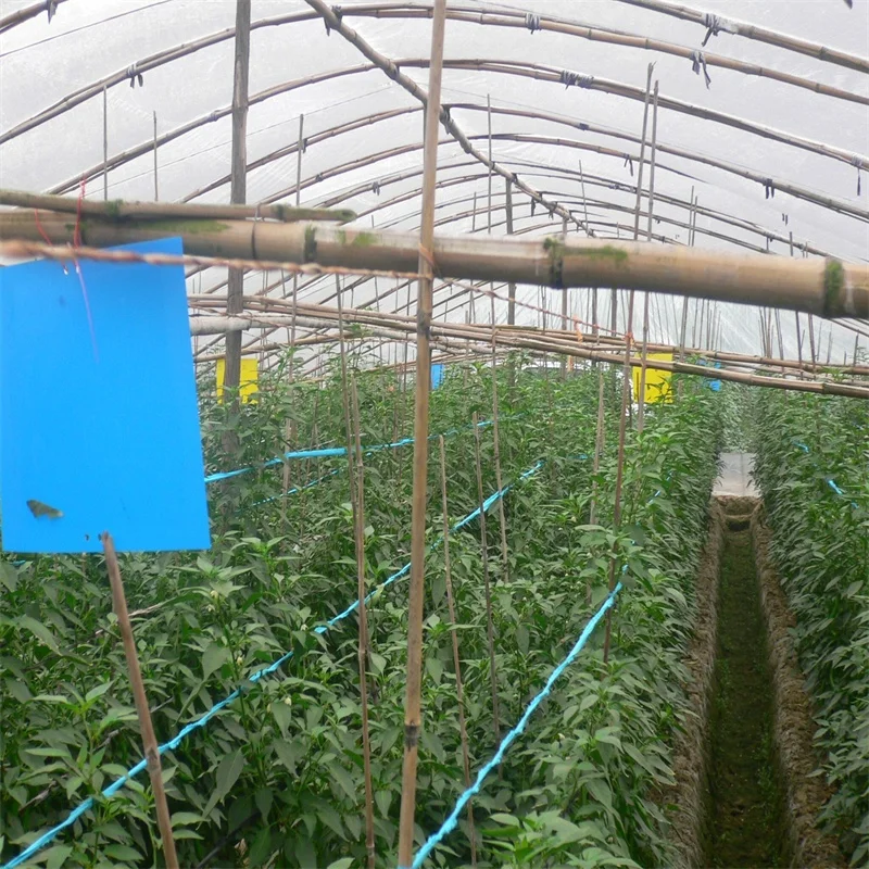 Manufacturer of Thrips pheromone trap