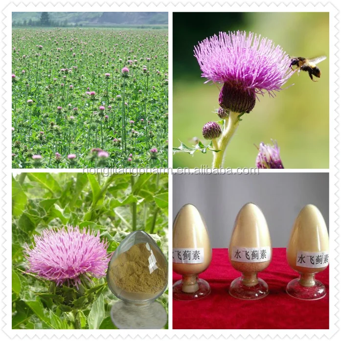 
BEST SELLER High Quality Natual Silymarin Milk Thistle Extract by HPLC Silybin 30%-80%-90% 