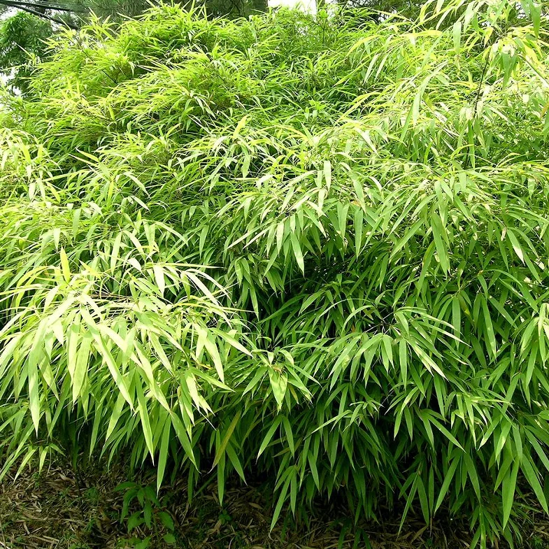 
S108 Jian zhu 200g per bag Free Samples Wholesale Clean Seeds Fargesia Seeds 