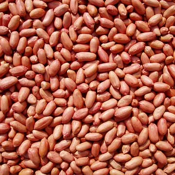 
Wholesale china roasted and salted peanuts 