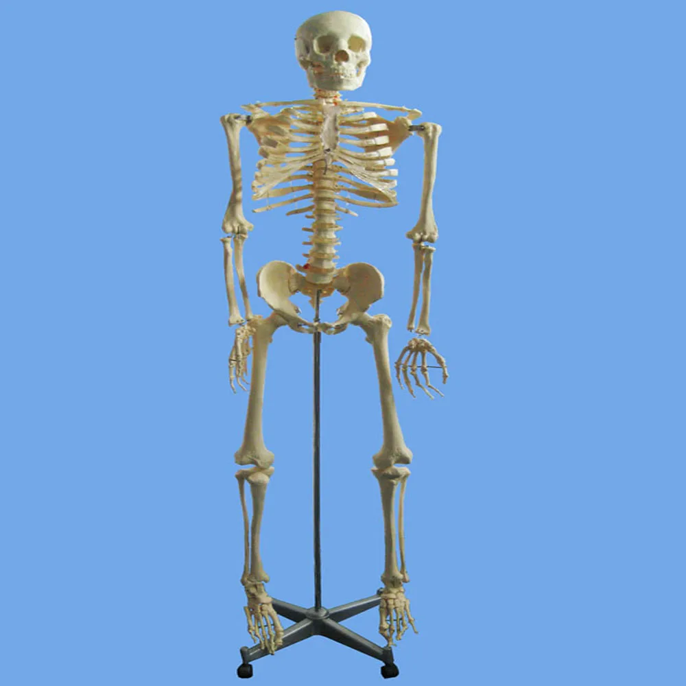 Anatomy life size 170cm tall human skeleton model