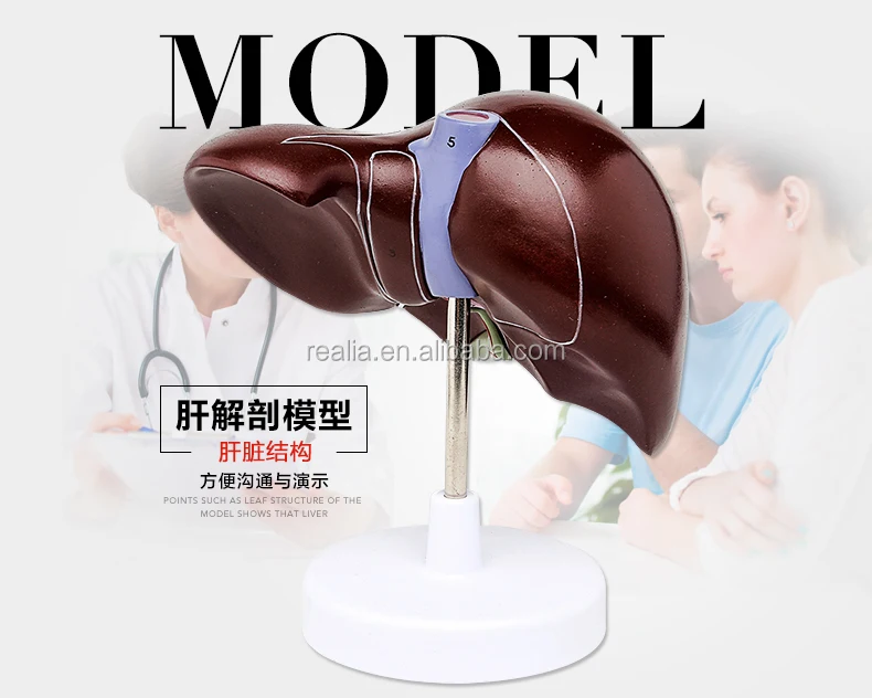 HM-BD-103 High quality Plastic Anatomical liver model