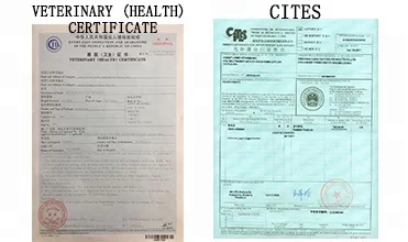 Wholesale HHandmade Boho Hanging Feather Dream Catcher for Car Home Room Door Wall Art Party Decor Ornament Gift Craft DIY Kit