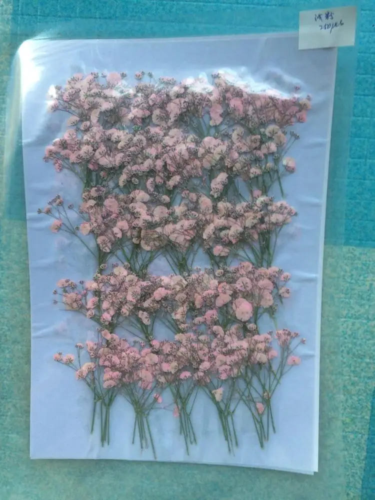  Настоящие сушеные прессованные цветы Babysbreath